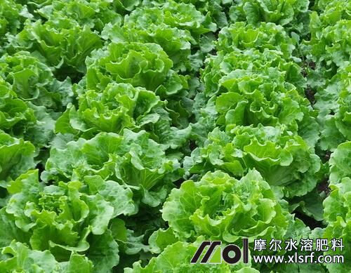生菜追施水溶肥效果 生菜追施水溶肥效果