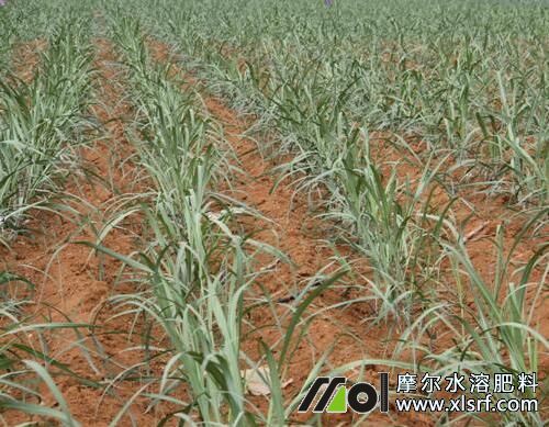 甘蔗苗期追施水溶肥 甘蔗苗期追施水溶肥