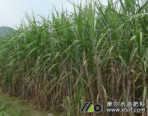 甘蔗伸長期施肥 甘蔗伸長期施肥