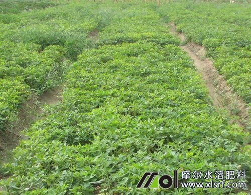 花生中期施水溶肥 花生中期施水溶肥