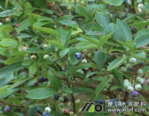 藍莓種植施肥 藍莓種植施肥