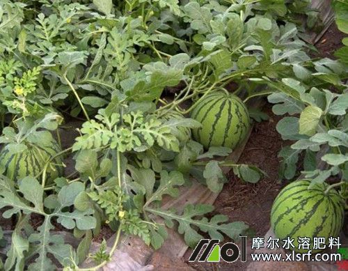 西瓜結(jié)瓜期追肥 西瓜結(jié)瓜期追肥