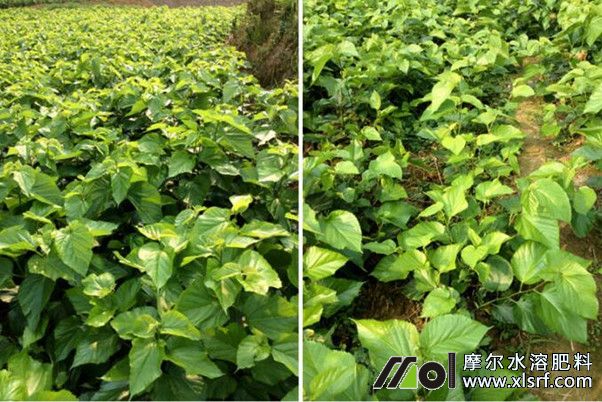 摩爾水溶肥效果對比 摩爾水溶肥效果對比