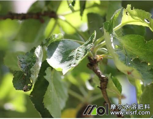果樹綠葉生長期 果樹綠葉生長期