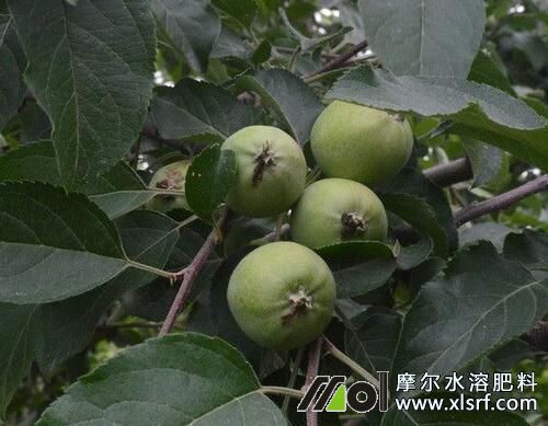 蘋果樹結(jié)果追施水溶肥 蘋果樹結(jié)果追施水溶肥