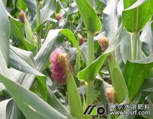 玉米結(jié)穗期追施水溶肥 玉米結(jié)穗期追施水溶肥