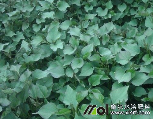 紅薯伸蔓期追施高氮鉀水溶肥 紅薯伸蔓期追施高氮鉀水溶肥