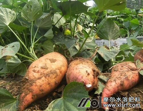 紅薯結(jié)塊期追施高鉀水溶肥 紅薯結(jié)塊期追施高鉀水溶肥