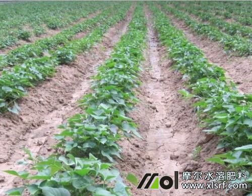 紅薯苗追施育苗水溶肥 紅薯苗追施育苗水溶肥