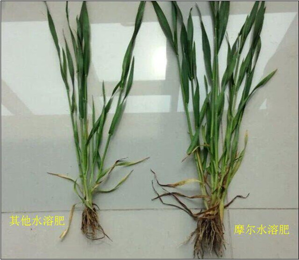 小麥水溶肥效果試驗(yàn) 小麥水溶肥效果試驗(yàn)