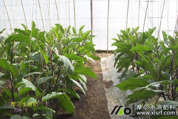 茄子使用摩爾水溶肥效果對比 茄子使用摩爾水溶肥效果對比