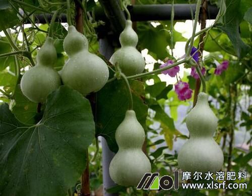 種植葫蘆施肥方法 種植葫蘆施肥方法