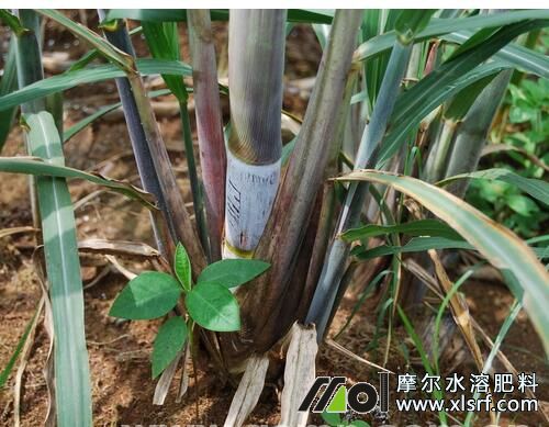 甘蔗分蘗期施肥 甘蔗分蘗期施肥