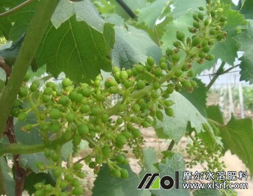 葡萄萌芽前期追施高鉀水溶肥 葡萄萌芽前期追施高鉀水溶肥