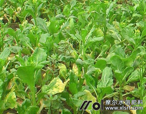 水溶肥可以在什么作物上使用 水溶肥可以在什么作物上使用