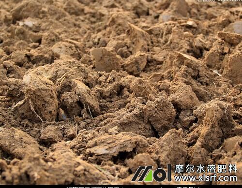 蘆筍種植需要注意哪些 蘆筍種植需要注意哪些