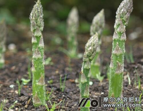 蘆筍種植需要注意哪些 蘆筍種植需要注意哪些