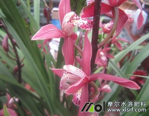 墨蘭怎么施肥 墨蘭怎么施肥