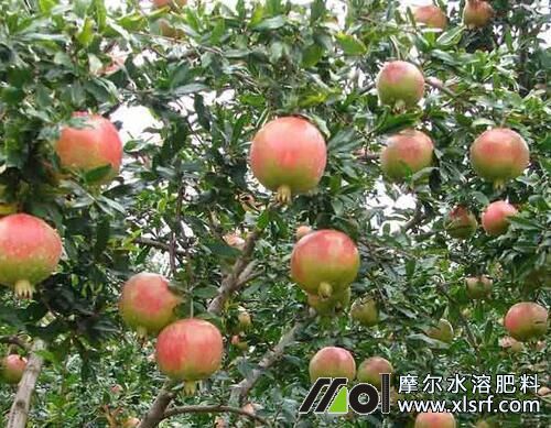 石榴水溶肥使用方法 石榴水溶肥使用方法