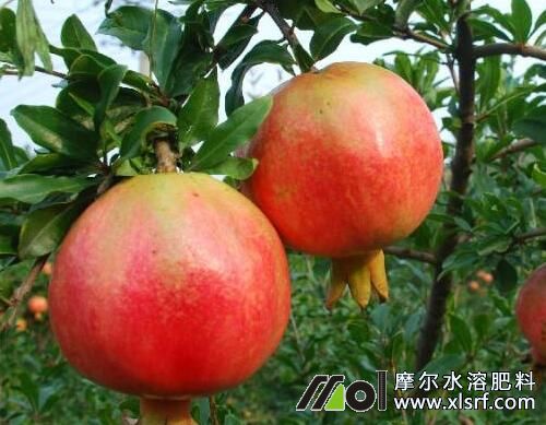 石榴水溶肥使用方法 石榴水溶肥使用方法