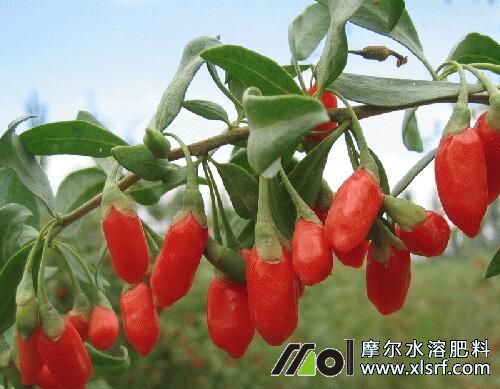 對枸杞樹用什么肥料比較好 對枸杞樹用什么肥料比較好