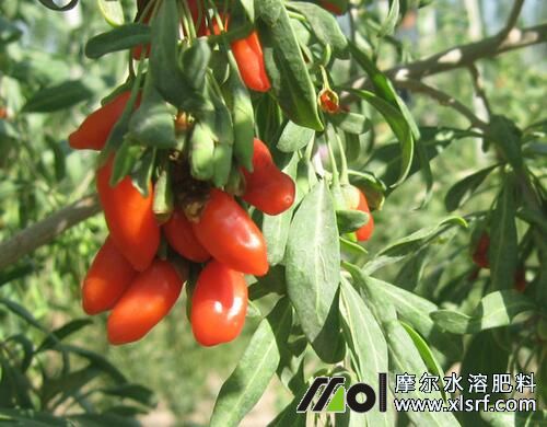 對枸杞樹用什么肥料比較好 對枸杞樹用什么肥料比較好