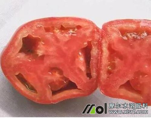 如何預(yù)防西紅柿空心果 如何預(yù)防西紅柿空心果