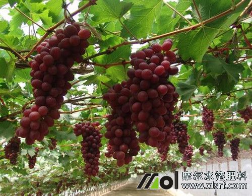 葡萄樹什么時候施肥比較好 葡萄樹什么時候施肥比較好