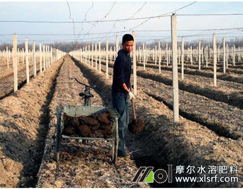 葡萄樹什么時候施肥比較好 葡萄樹什么時候施肥比較好