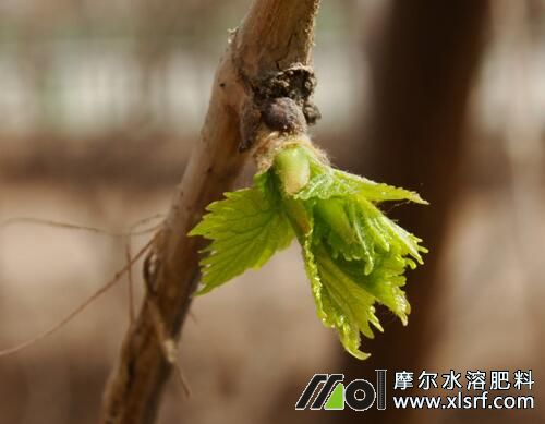 葡萄樹什么時候施肥比較好 葡萄樹什么時候施肥比較好