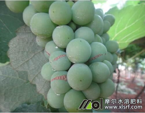 葡萄樹什么時候施肥比較好 葡萄樹什么時候施肥比較好