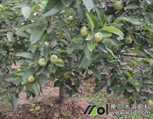 6月蘋果樹追水溶肥效果好 6月蘋果樹追水溶肥效果好