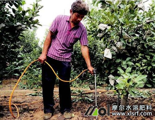 6月蘋果樹追水溶肥效果好 6月蘋果樹追水溶肥效果好