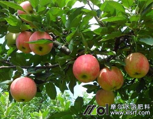 蘋果水溶肥好處及施用指南 蘋果水溶肥好處及施用指南