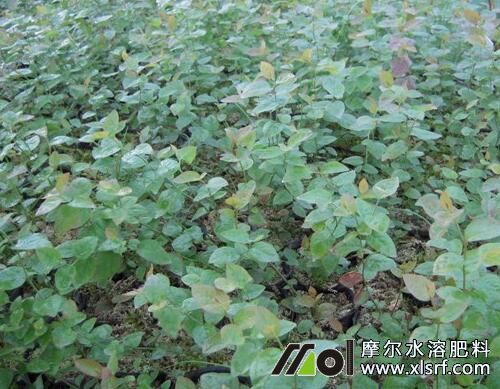 藍(lán)莓水溶肥好處及使用方法 藍(lán)莓水溶肥好處及使用方法