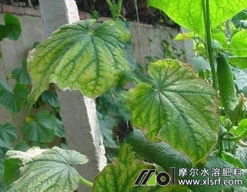 黃瓜缺素表現(xiàn) 黃瓜缺素表現(xiàn)