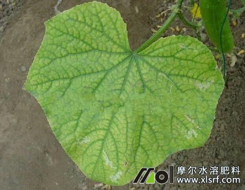 黃瓜缺素表現(xiàn) 黃瓜缺素表現(xiàn)