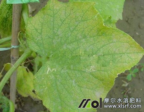 黃瓜缺素表現(xiàn) 黃瓜缺素表現(xiàn)