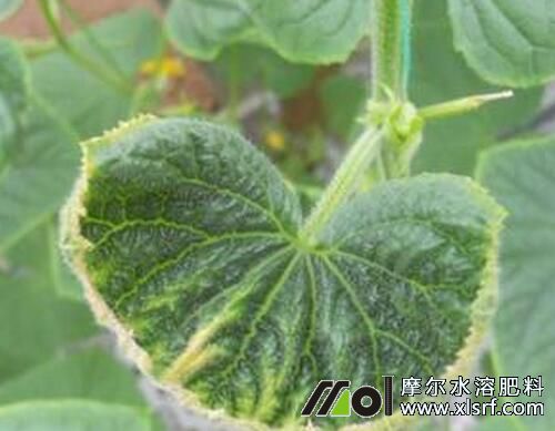 黃瓜缺素表現(xiàn) 黃瓜缺素表現(xiàn)