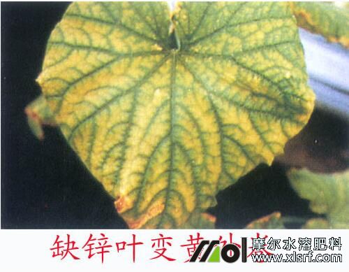 黃瓜缺素表現(xiàn) 黃瓜缺素表現(xiàn)