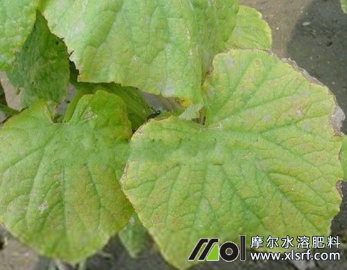 黃瓜缺素表現(xiàn) 黃瓜缺素表現(xiàn)