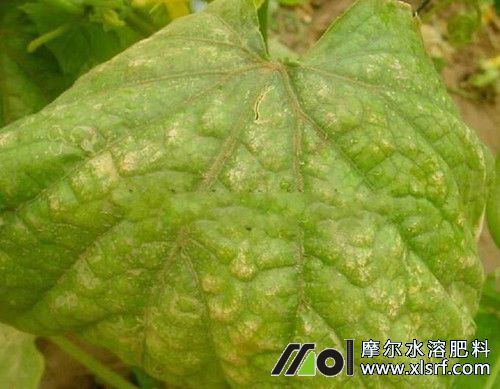 黃瓜缺素表現(xiàn) 黃瓜缺素表現(xiàn)