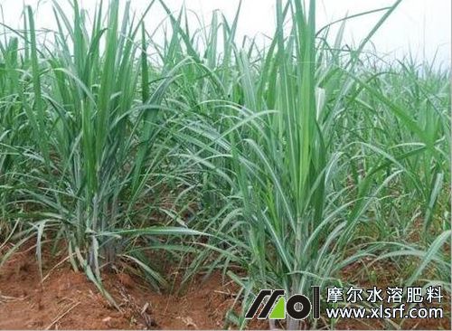 甘蔗分蘗期施肥 甘蔗分蘗期施肥