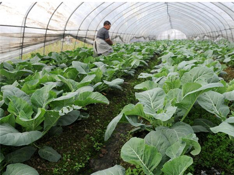 低溫時水溶肥用法 低溫時水溶肥用法