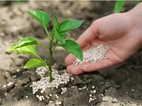 水溶肥避免干埋 水溶肥避免干埋