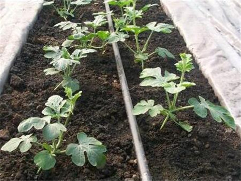 水溶肥配方選擇 水溶肥配方選擇