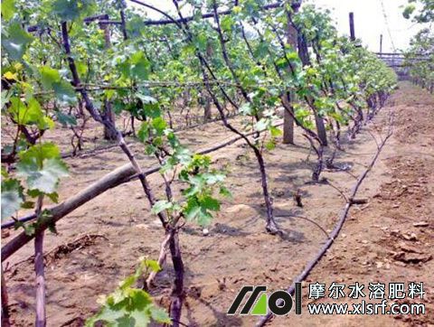 效果好的水溶肥特點 效果好的水溶肥特點