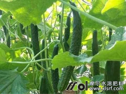 黃瓜不長(zhǎng)原因 黃瓜不長(zhǎng)原因