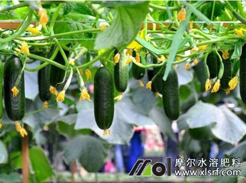 黃瓜不長(zhǎng)原因 黃瓜不長(zhǎng)原因