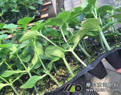 黃瓜苗萎縮原因 黃瓜苗萎縮原因